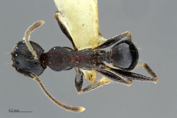 Media type: image;   Entomology 512141 Aspect: habitus dorsal